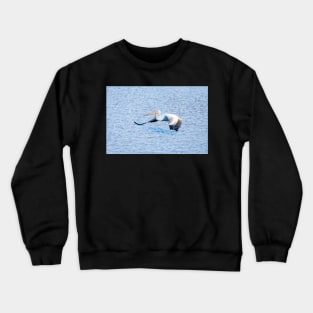 American White Pelican Gliding Along Crewneck Sweatshirt